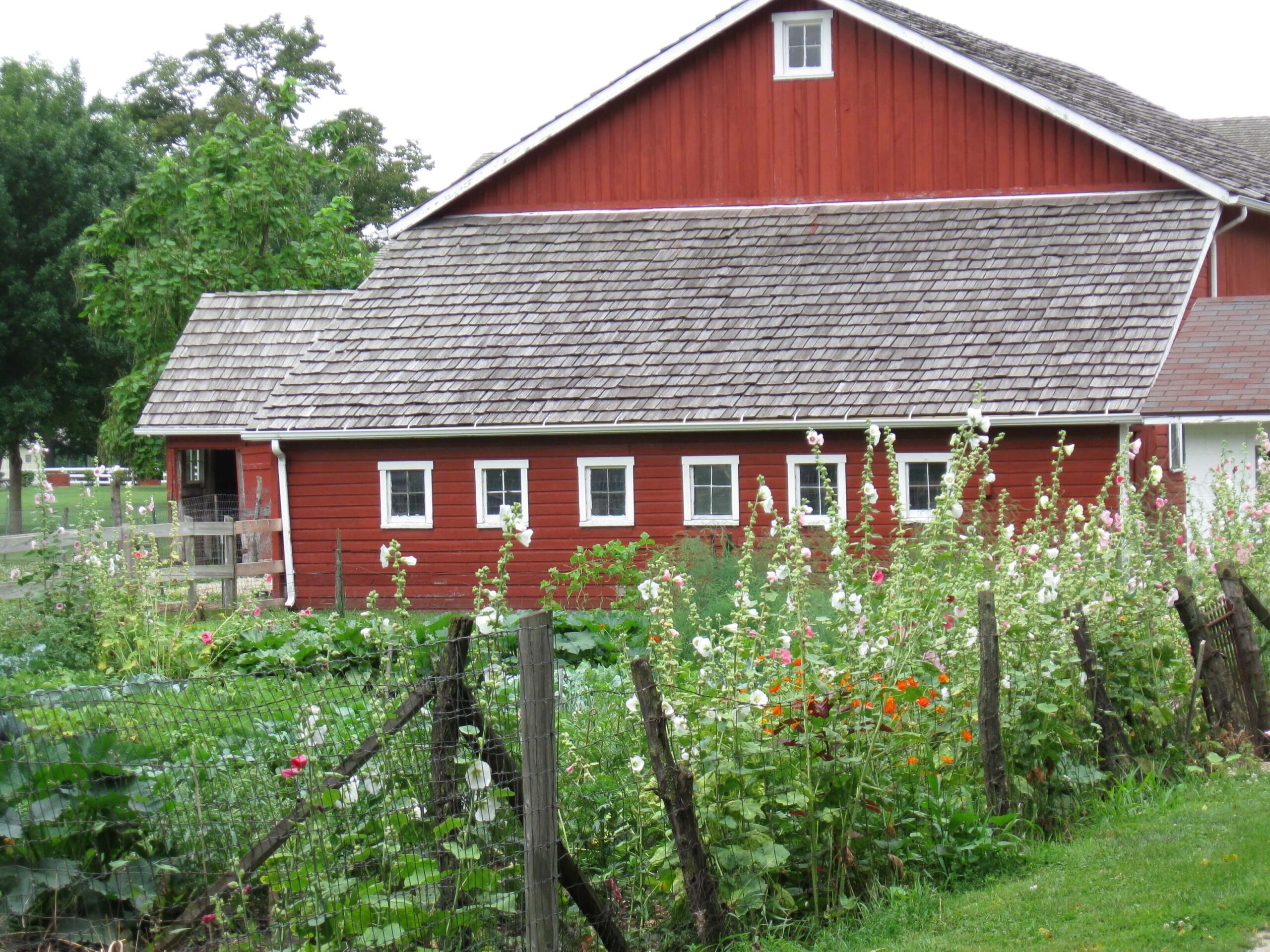 Red barn behind a field of flowers